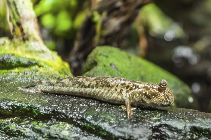 Framed Print : Mudskipper Framed Print : Mudskipper