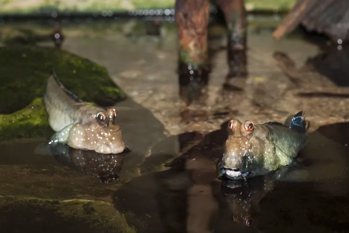 Framed Print : Mudskipper (Periophthalmus), Mozambique