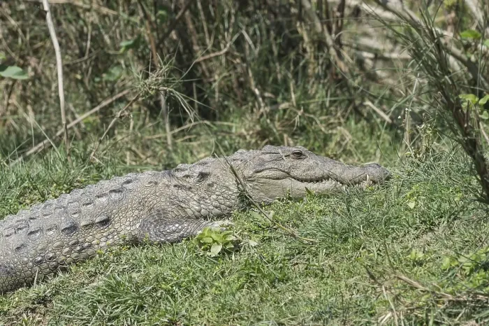 Framed Print : Mugger crocodile or Marsh crocodile (Crocodylus palustris) on riverbank