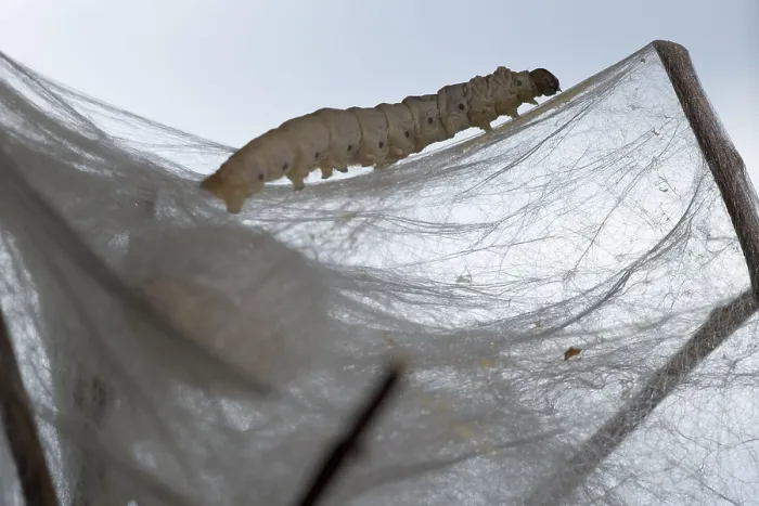 Framed Print : Mulberry silkworm moth, larva spinning cocoon (Bombyx mori)
