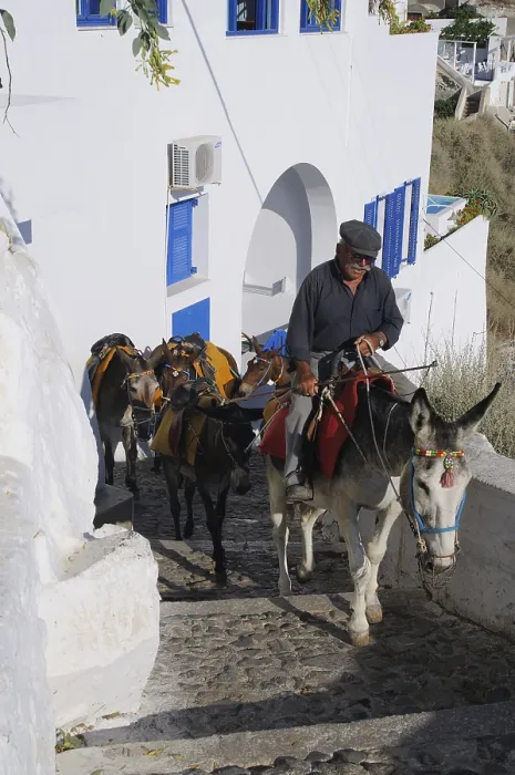 Framed Print : Mules in Fira, Santorini, Greece, Europe Framed Print : Mules in Fira, Santorini, Greece, Europe