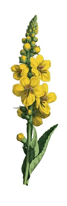 Framed Print : Mullein, historical illustration