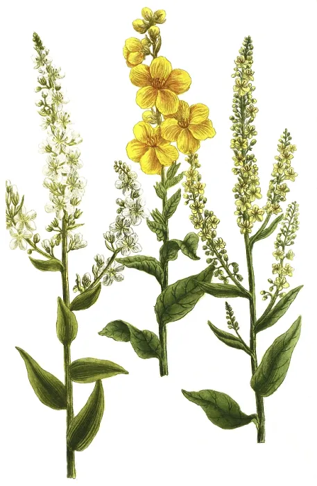 Framed Print : Mullein, Verbascum latifolium and Verbascum annuum Framed Print : Mullein, Verbascum latifolium and Verbascum annuum