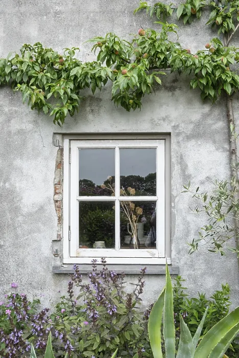 Framed Print : Mullioned window in a rustic house wall with plants and a peach tree with fruit Framed Print : Mullioned window in a rustic house wall with plants and a peach tree with fruit