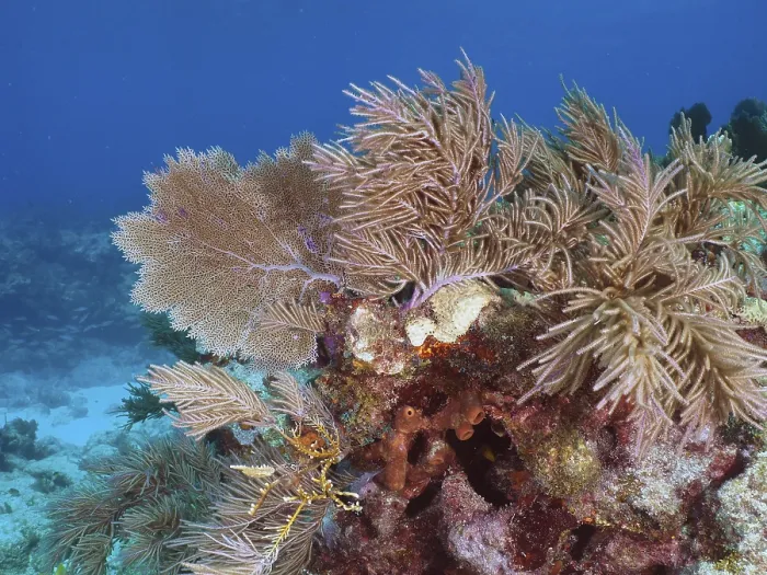 Framed Print : Multicoloured corals