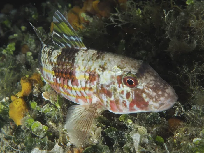 Framed Print : A multicoloured fish, striped barb (Mullus surmuletus)