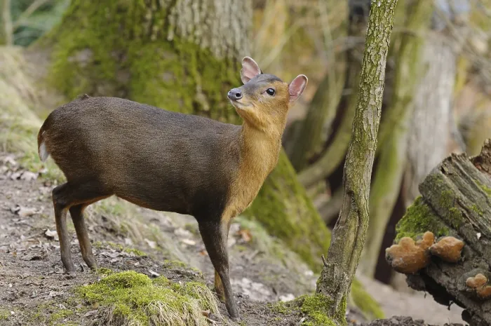 Framed Print : A muntjac standing next to a fallen tree trunk in autumnal forest