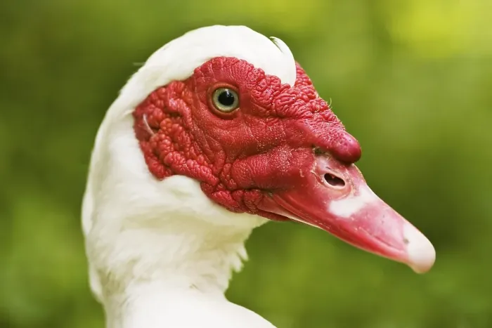 Framed Print : Muscovy Duck (Cairina moschata)