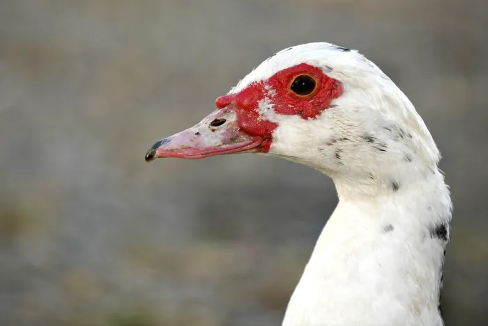Framed Print : Muscovy Duck (Cairina moschata), female Framed Print : Muscovy Duck (Cairina moschata), female