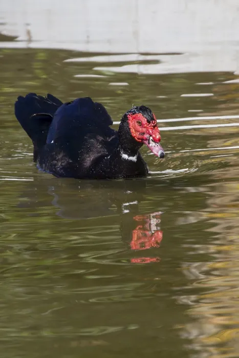 Framed Print : Muscovy Duck (Cairina moschata) in the water