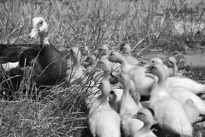 Framed Print : Muscovy duck (Cairina moschata) with its young in the grass on a farm