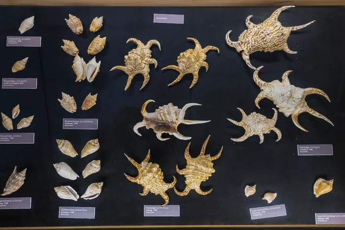 Framed Print : Museum, exhibition World of Seashells