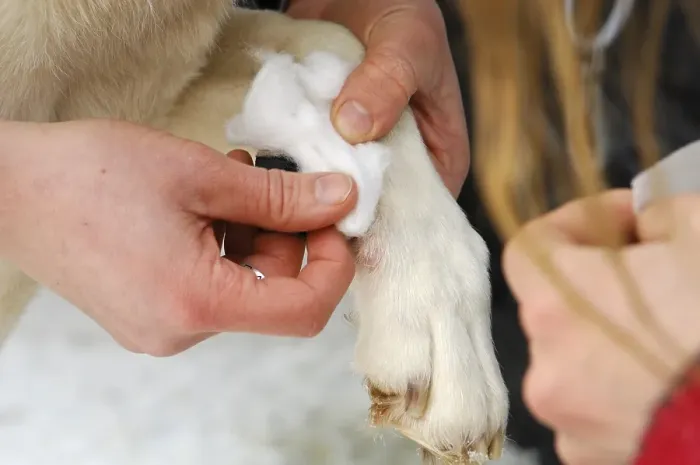 Framed Print : Musher dressing husky paw