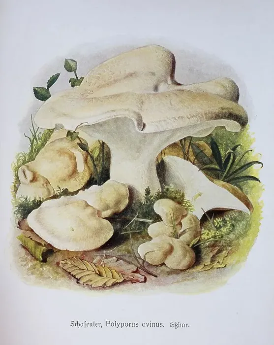 Framed Print : Mushroom, albatrellus ovinus (Scutiger ovinus)