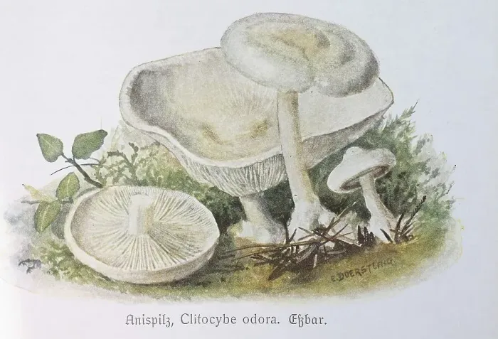 Framed Print : Mushroom, Anise mushroom, aniseed toadstool (Clitocybe odora)