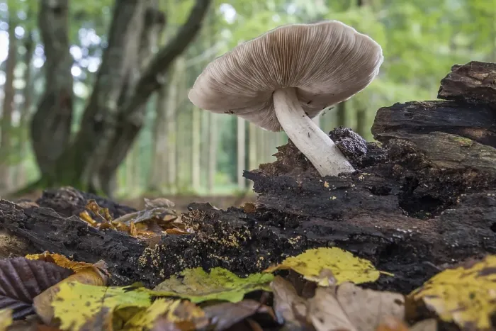 Framed Print : Mushroom in the autumnal primeval forest Baumweg