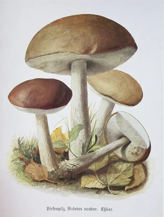 Framed Print : Mushroom, birch bolete (Leccinum scabrum)
