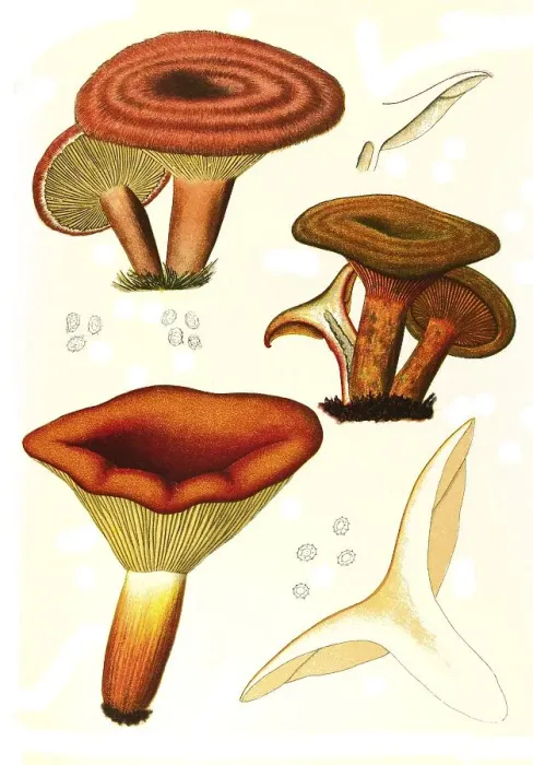 Framed Print : Mushroom, birch milkling (Lactarius torminosus) (top)