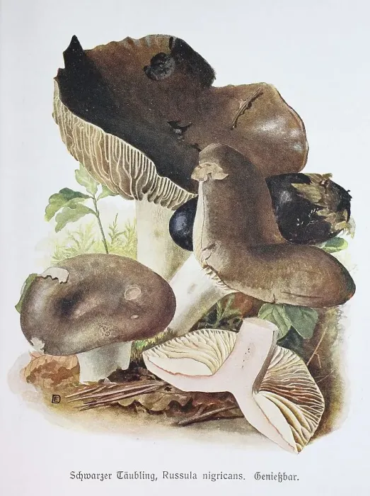 Framed Print : Mushroom, Black blackening brittlegill (Russula nigricans) Framed Print : Mushroom, Black blackening brittlegill (Russula nigricans)