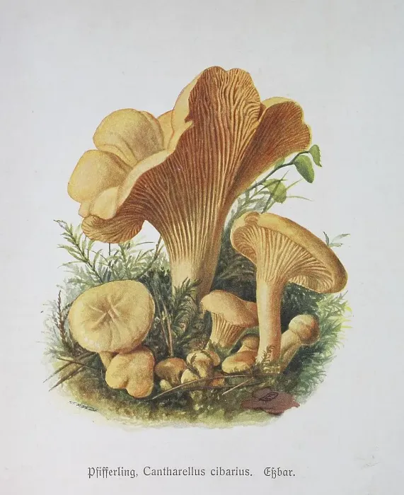 Framed Print : Mushroom, chanterelle (Cantharellus cibarius)