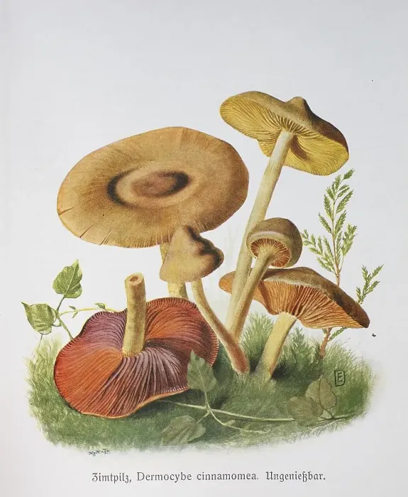 Framed Print : Mushroom, Cinnamon mushroom, Cinnamon brown skin-head (Dermocybe) Framed Print : Mushroom, Cinnamon mushroom, Cinnamon brown skin-head (Dermocybe)