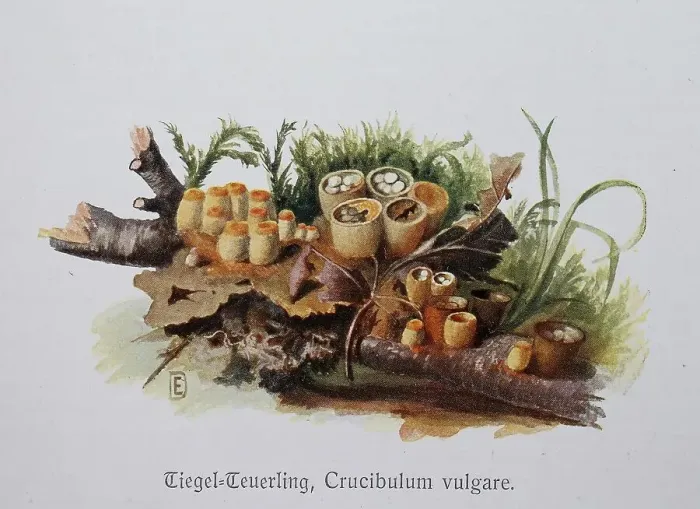 Framed Print : Mushroom, common bird's nest (Crucibulum vulgare) Framed Print : Mushroom, common bird's nest (Crucibulum vulgare)