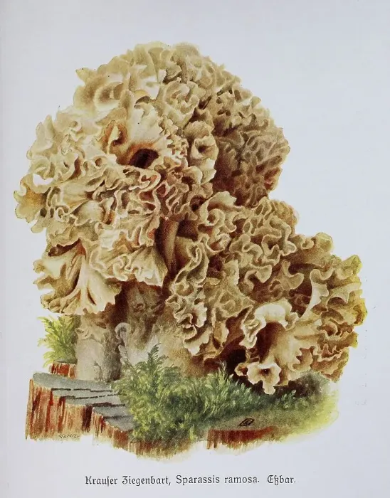 Framed Print : Mushroom, curly goatee, Sparassis ramosa Framed Print : Mushroom, curly goatee, Sparassis ramosa