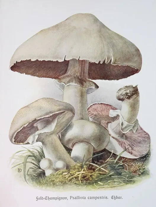 Framed Print : Mushroom, field or field mushroom