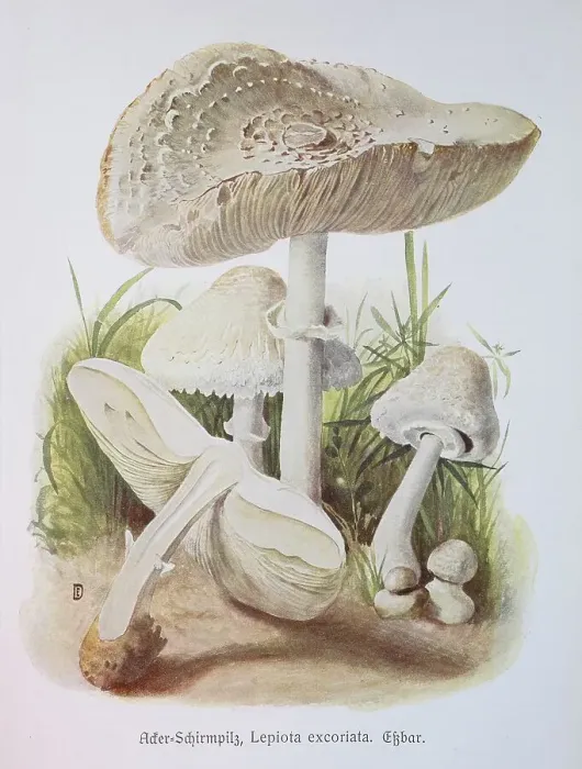 Framed Print : Mushroom, Field umbrella mushroom Framed Print : Mushroom, Field umbrella mushroom