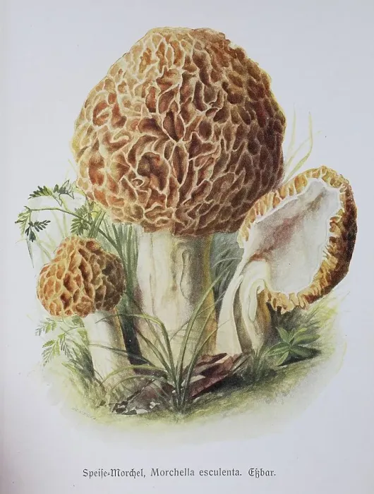 Framed Print : Mushroom, food Morel (Morchella esculenta)
