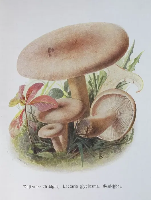 Framed Print : Mushroom, Fragrant milk mushroom Framed Print : Mushroom, Fragrant milk mushroom