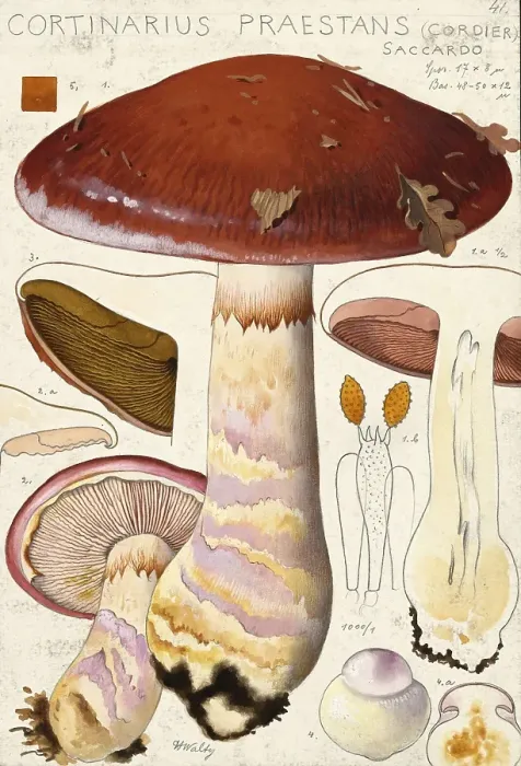 Framed Print : Mushroom, fungi, barn owl or blue-booted slime mould, Phlegmacium praestans, syn. Cortinarius praestans, authentic reproduction of an illustration by Hans Walty (1868-1948) from about 1915, historical