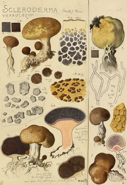 Framed Print : Mushroom, fungi, brown-black hard bovid, Scleroderma verrucosum, authentic reproduction of an illustration by Hans Walty (1868-1948) from about 1915, historical