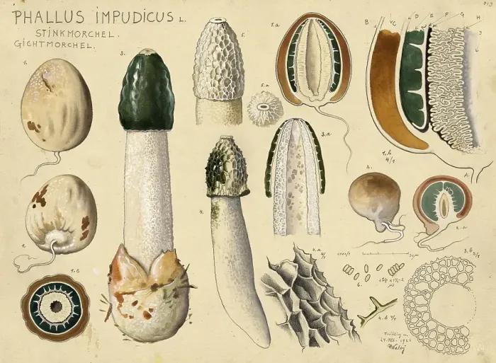 Framed Print : Mushroom, fungi, common stinkhorn, Phallus impudicus, authentic reproduction of an illustration by Hans Walty (1868-1948) from about 1915, historical