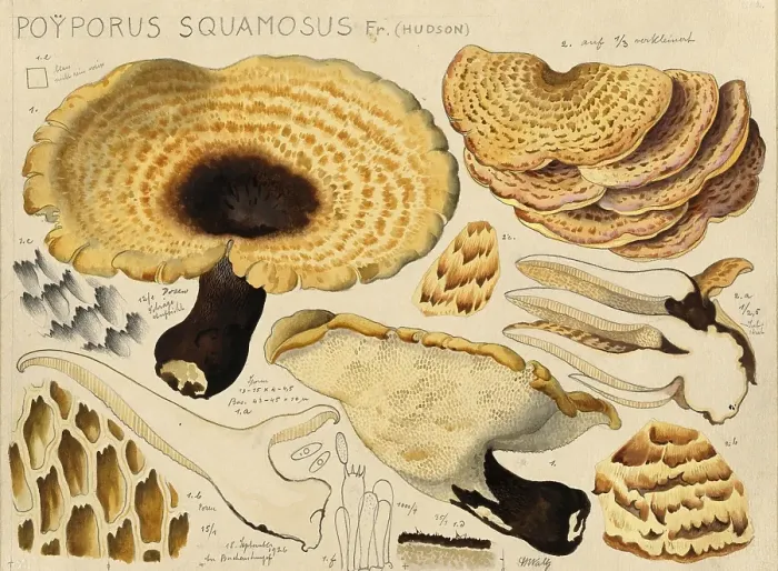 Framed Print : Mushroom, fungi, dryad's saddle