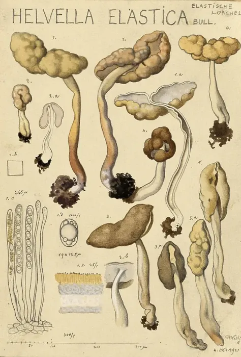 Framed Print : Mushroom, fungi, elastic laurel, Helvella elastica, syn. Leptopodia elastica, authentic reproduction of an illustration by Hans Walty (1868-1948) from about 1915, historical