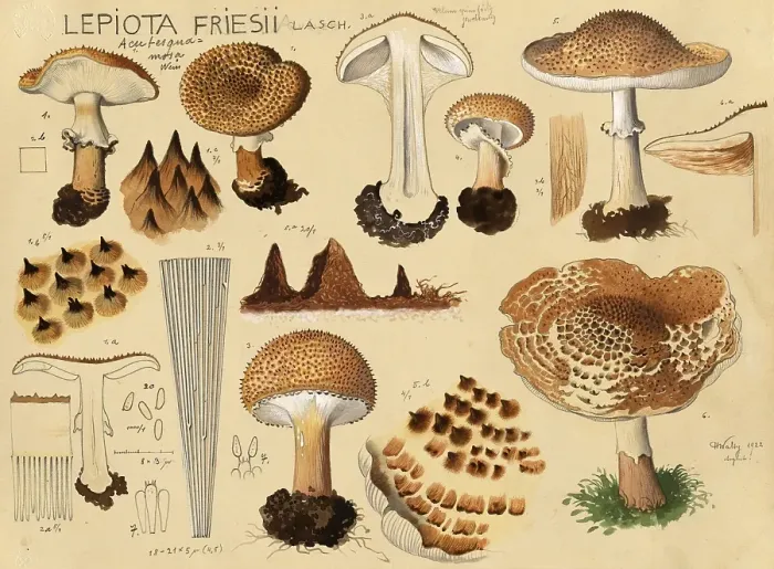 Framed Print : Mushroom, fungi, Freckled Dapperling, Lepiota friesii, authentic reproduction of an illustration by Hans Walty (1868-1948) from about 1915, historical
