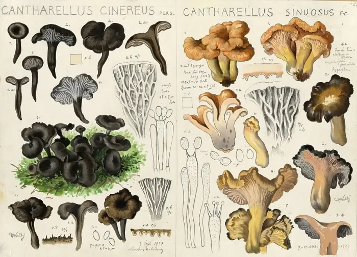 Framed Print : Mushroom, fungi, grey craterelle, also known as grey chanterelle or grey Leistling, Craterellus cinereus, syn. Cantharellus cinereus, Pseudocraterellus cinereus and curly craterelle, Craterellus sinuosus, syn Framed Print : Mushroom, fungi, grey craterelle, also known as grey chanterelle or grey Leistling, Craterellus cinereus, syn. Cantharellus cinereus, Pseudocraterellus cinereus and curly craterelle, Craterellus sinuosus, syn