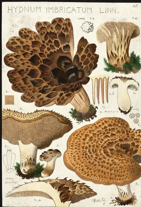 Framed Print : Mushroom, fungi, Hydnum imbricatum hawk mushroom, authentic reproduction of an illustration by Hans Walty (1868-1948) from about 1915, historical