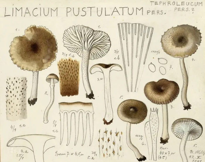 Framed Print : Mushroom, fungi, Hygrophorus agathosmus, syn. Limacium pustulatum, authentic reproduction of an illustration by Hans Walty (1868-1948) from about 1915, historical Framed Print : Mushroom, fungi, Hygrophorus agathosmus, syn. Limacium pustulatum, authentic reproduction of an illustration by Hans Walty (1868-1948) from about 1915, historical