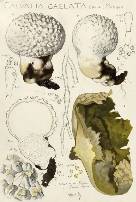 Framed Print : Mushroom, fungi, Lycoperdon utriforme, also Calvatia caelata and Handkea utriformis, mosaic puffball, authentic reproduction of an illustration by Hans Walty (1868-1948) from about 1915, historical Framed Print : Mushroom, fungi, Lycoperdon utriforme, also Calvatia caelata and Handkea utriformis, mosaic puffball, authentic reproduction of an illustration by Hans Walty (1868-1948) from about 1915, historical