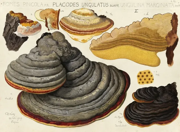 Framed Print : Mushroom, fungi, Red Banded Polypore, Fomitopsis pinicola and Ungulina marginata, spruce spore, authentic reproduction of an illustration by Hans Walty (1868-1948) from about 1915, historical Framed Print : Mushroom, fungi, Red Banded Polypore, Fomitopsis pinicola and Ungulina marginata, spruce spore, authentic reproduction of an illustration by Hans Walty (1868-1948) from about 1915, historical
