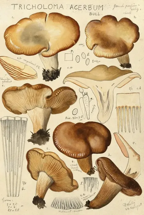Framed Print : Mushroom, fungi, ribbed knight mushroom, Tricholoma acerbum, authentic reproduction of an illustration by Hans Walty (1868-1948) from about 1915, historical Framed Print : Mushroom, fungi, ribbed knight mushroom, Tricholoma acerbum, authentic reproduction of an illustration by Hans Walty (1868-1948) from about 1915, historical