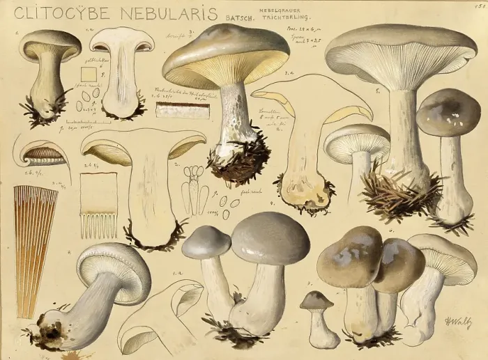 Framed Print : Mushroom, fungus, Clouded funnel fungus, Clouded or grey cap, Clitocybe nebularis, syn. Lepista nebularis, authentic reproduction of an illustration by Hans Walty (1868-1948) from about 1915, historical