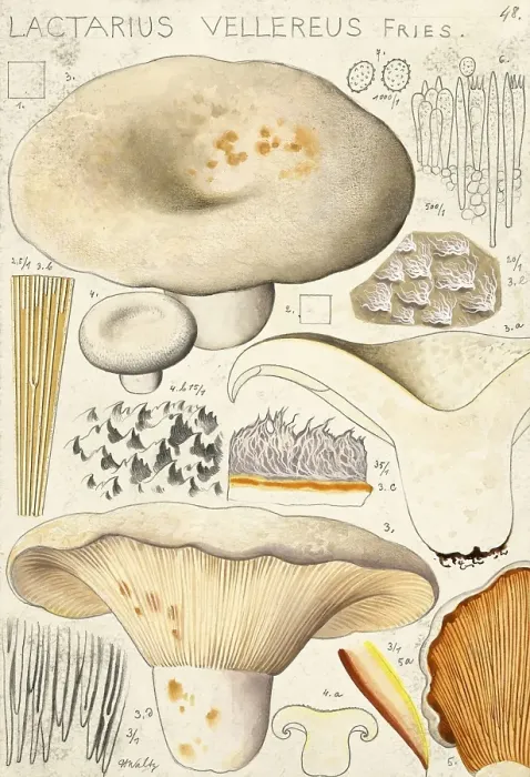 Framed Print : Mushroom, fungus, fleecy milk-cap, Lactifluus vellereus, syn. Lactarius vellereus, also known as earth slider, velvety milk-cap or mild milk sponge, authentic reproduction of an illustration by Hans Walty (1868-1948) from about 1915, historical Framed Print : Mushroom, fungus, fleecy milk-cap, Lactifluus vellereus, syn. Lactarius vellereus, also known as earth slider, velvety milk-cap or mild milk sponge, authentic reproduction of an illustration by Hans Walty (1868-1948) from about 1915, historical