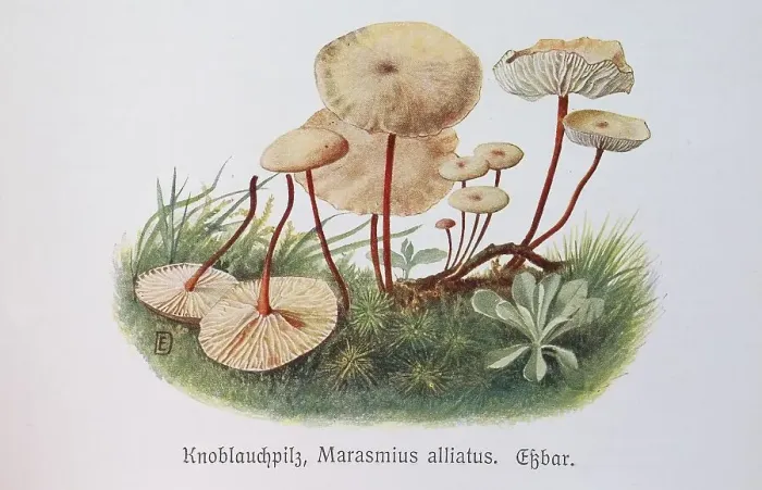 Framed Print : Mushroom, garlic mushroom