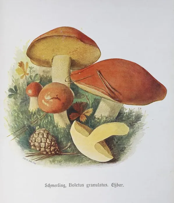 Framed Print : Mushroom, granular boletus, Boletus granulatus syn