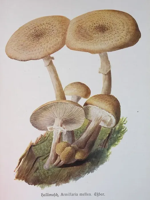 Framed Print : Mushroom, honey fungus (Armillaria mellea)
