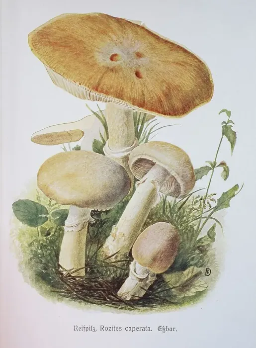 Framed Print : Mushroom, hoop mushroom, gypsy or huehnerkoppe