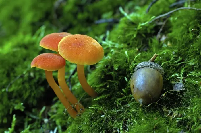 Framed Print : Mushroom, Hygrocybe miniata, germany Framed Print : Mushroom, Hygrocybe miniata, germany